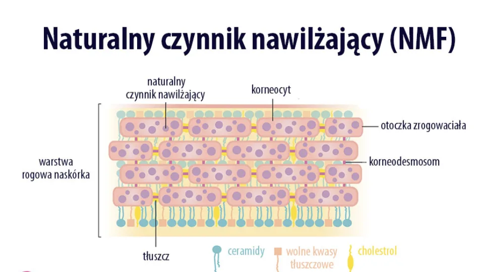 Szkolenia dla kosmetologów | Kosmetologia holistyczna Szkolenia dla kosmetologów |